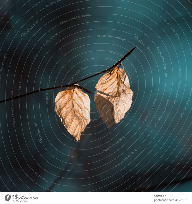 welke Buchenblätter leuchten im Gegenlicht Herbst Blätter Vergänglichkeit Natur Herbstfärbung Wandel & Veränderung herbstlich Herbstlaub Menschenleer