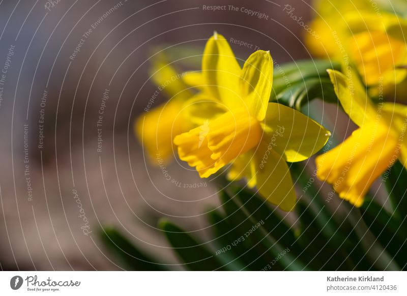 Leuchtend gelbe Narzisse Menschengruppe braun Blume Frühling saisonbedingt Saison Pflanze Blatt Überstrahlung Garten Gartenarbeit frisch Frische Textfreiraum