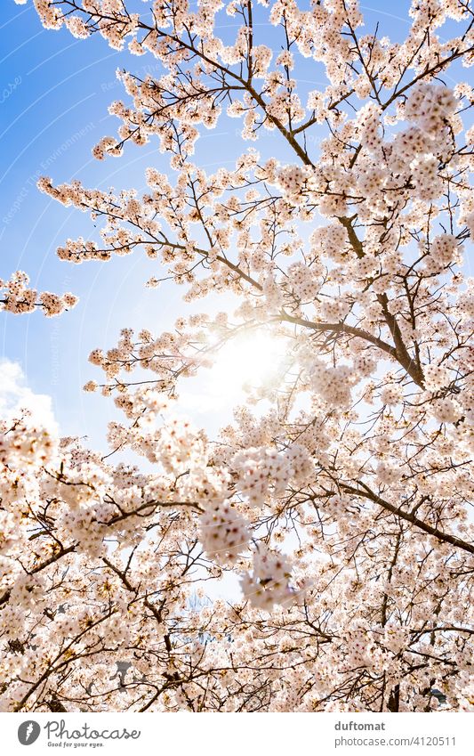 Baum mit weißen Blüten vor blauem Himmel Kirschblüte Blauer Himmel Frühling Hanami Natur Pflanze Blühend Kirschblüten Außenaufnahme Frühlingsgefühle Garten Duft