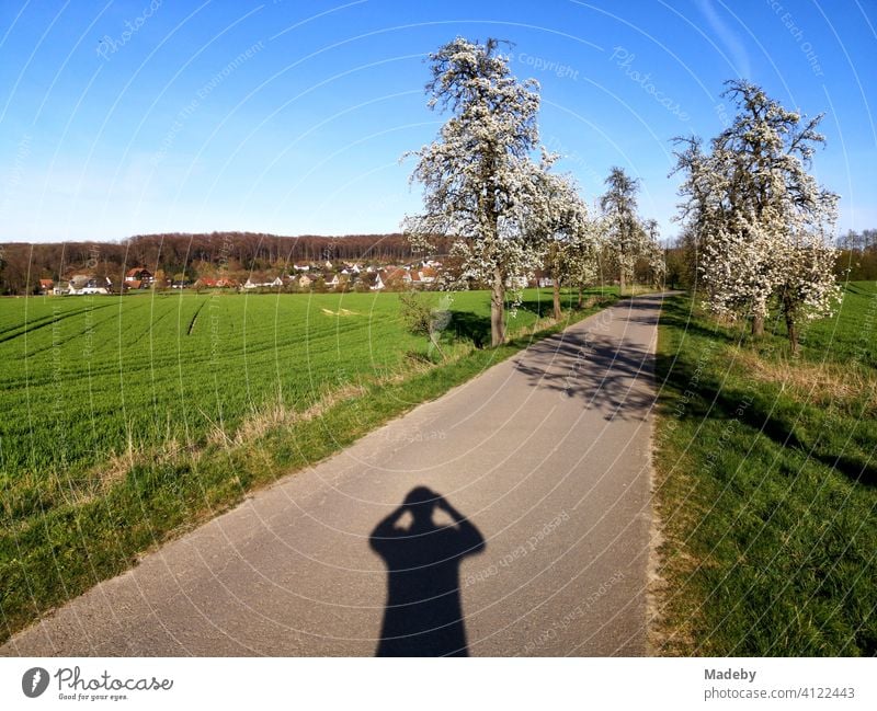 Schatten des Fotografen im Frühing bei Sonnenschein auf der Apfelstraße in Währentrup bei Oerlinghausen am Teutoburger Wald in Ostwestfalen-Lippe Apfelbaum