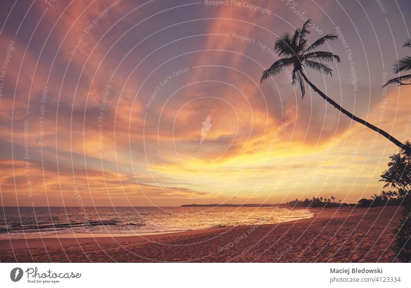 Tropischer Strand bei einem schönen bunten Sonnenuntergang, Sri Lanka. Paradies Handfläche Kokosnuss Sand Sommer reisen Natur Wasser MEER golden Meer Insel Baum