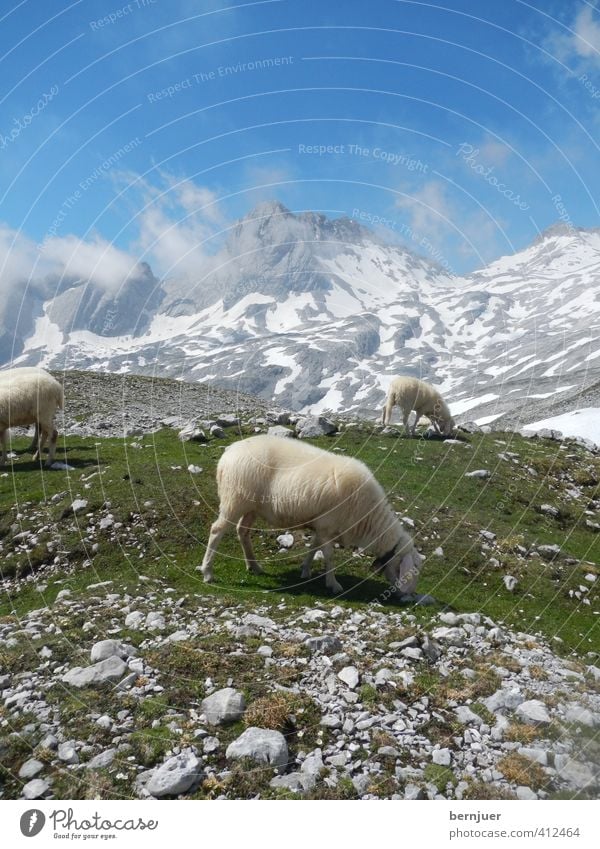 A sheep called Reinhold Natur Landschaft Pflanze Luft Himmel Wolken Sommer Schönes Wetter Schnee Gras Alpen Berge u. Gebirge Zugspitze Nutztier 3 Tier