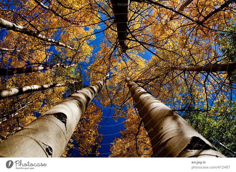 herbstlich Umwelt Natur Landschaft Pflanze Himmel Herbst Klima Klimawandel Wetter Baum Espe Colorado Herbstlaub Baumstamm hoch Wald Wachstum blau gelb