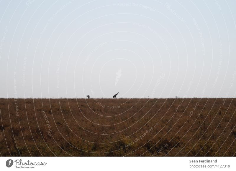 Giraffe in der Ferne Afrika Himmel Serengeti Sky Horizont Steppe Outdoor Freiheit Wildnis