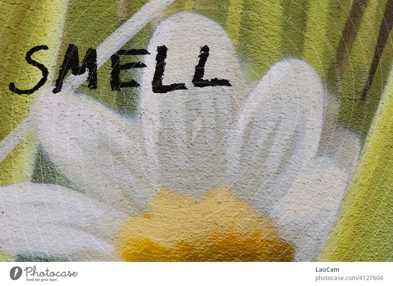 Graffiti einer weiß-gelben Blume mit dem Schriftzug "smell" riechen Wandmalerei streetart Hauswand grün Fassade Mauer Wandmalereien Zeichen Kreativität Kunst