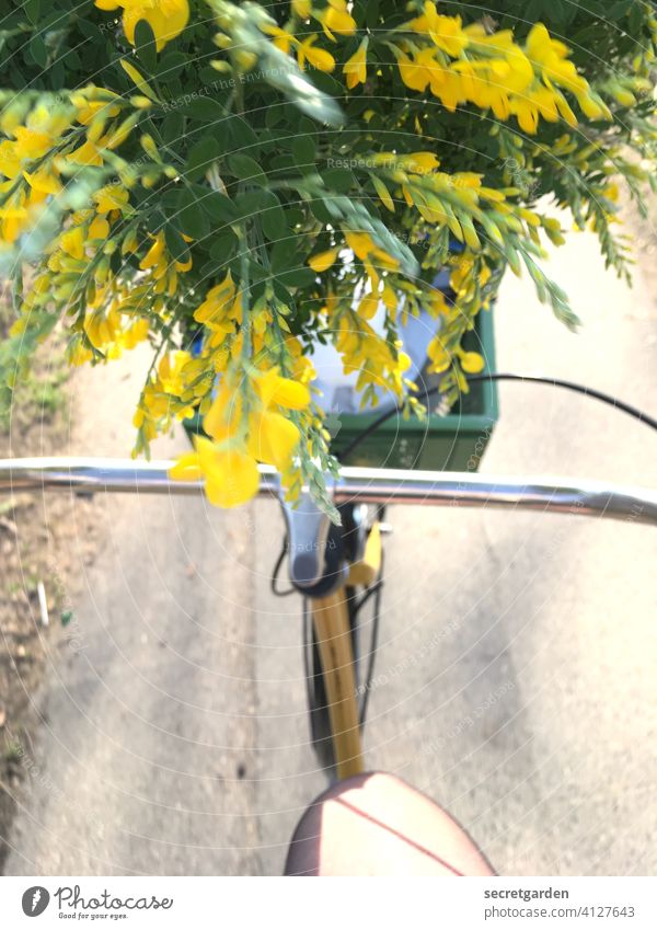 Der übermütige Ginster ist gar nicht finster. hollandrad Ginsterblüte Blume Fahrrad Fahrradfahren Fahrradlenker Fahrradtour Außenaufnahme Farbfoto fröhlich