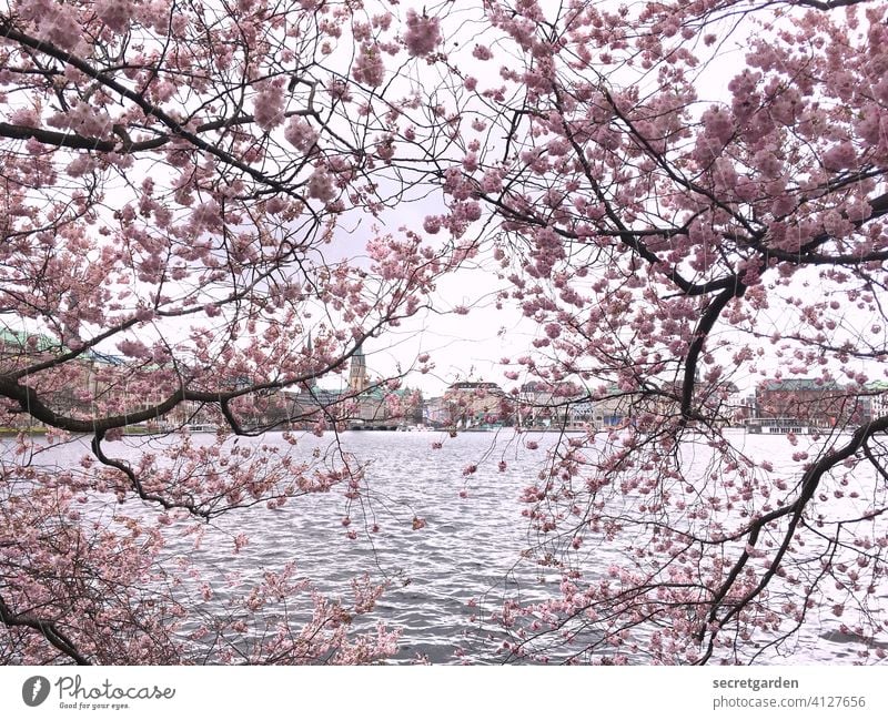 Die rosarote Kirschblütenbrille. sonnig hell Sakura Japanisch pink blühen Sonnenlicht Nahaufnahme Zweige u. Äste positiv Wachstum Romantik Blume Himmel weiß