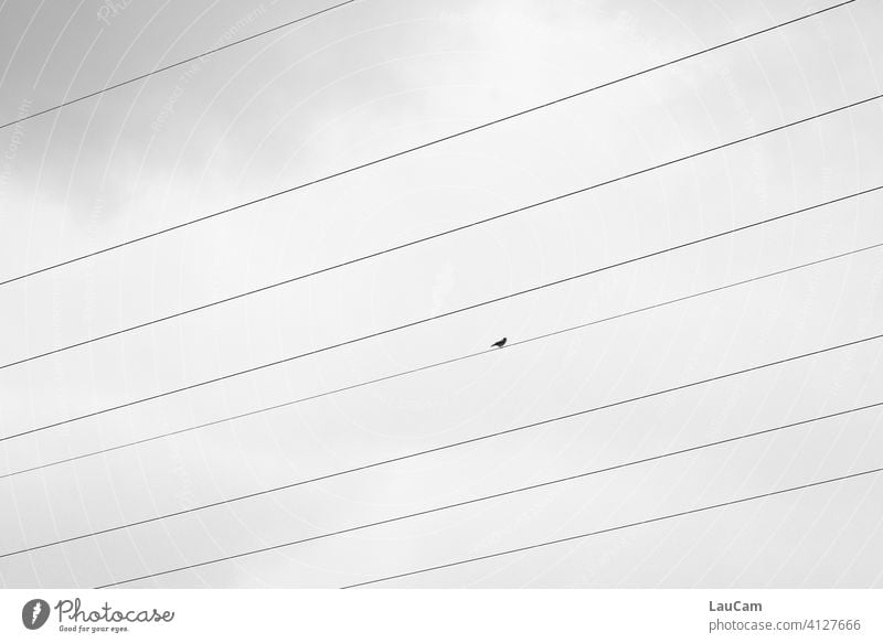Einsamer Vogel auf dem Drahtseil einsamer Vogel Natur Vögel Himmel Freiheit Strom Stromtransport Energie Oberleitung Hochspannungsleitung Linien Überlandleitung