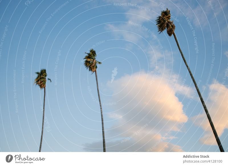 Hohe Palmen gegen den Himmel Handfläche hoch tropisch grün Wind sonnig Baum Kalifornien dünn Blauer Himmel schwenken Wachstum exotisch Sonnenlicht Sommer
