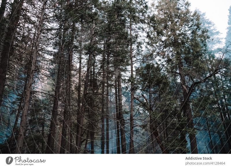 Nadelbäume im nebligen Wald nadelhaltig Baum Sequoia Nebel hoch Landschaft Wälder national Park yosemite Vereinigte Staaten Kalifornien USA Natur ruhig