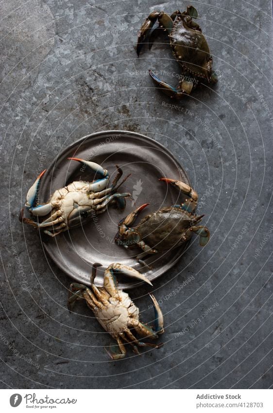Krabben auf einer Metallplatte auf dunklem Hintergrund Speise Gastronomie Koch marin crabbing Feinschmecker vorbereitet tropisch Klemmen lecker vereinzelt