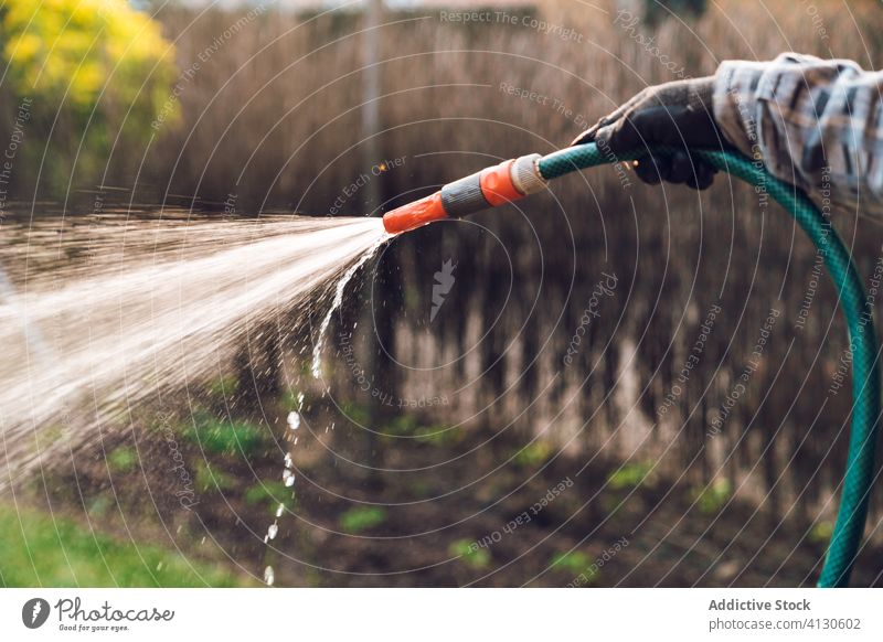 Erwachsener männlicher Gärtner gießt Pflanzen im Garten Mann Wasser Arbeit Landschaft Pflege Rasen Ackerbau Natur kultivieren Gras Botanik Saison Bauernhof