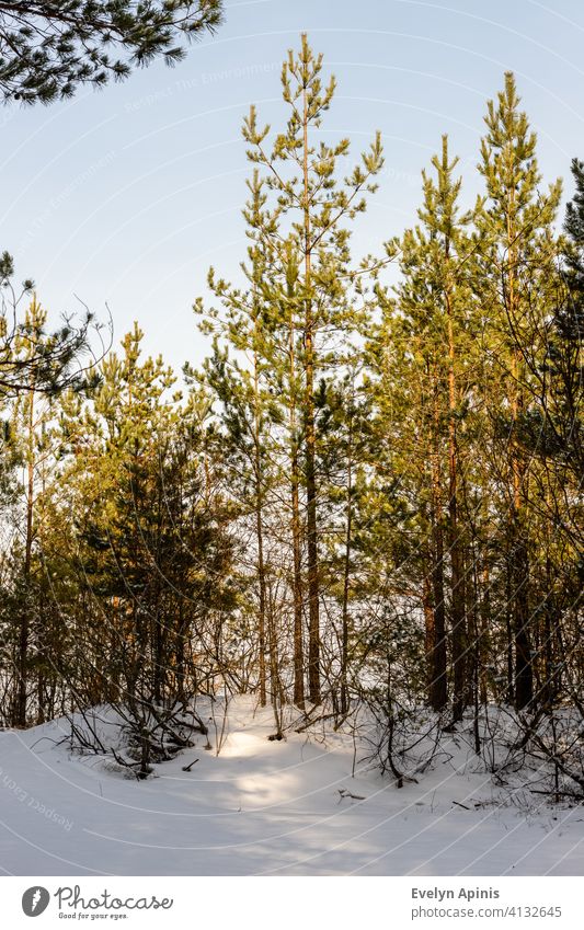 Vertikales Foto von jungen Kiefern im Schnee. Kleine Kiefern am hellen sonnigen Wintertag. Ostsee Wald im Winter in der Nähe von Meer. Baum Bäume Wälder