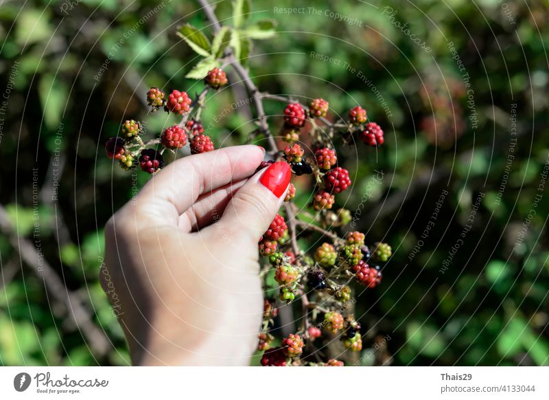 Frau Hand Kommissionierung Beeren oder Ernte. Brombeerstrauch auf einem Zweig Nahaufnahme. Sammeln von Beeren. Reife Brombeeren auf einem grünen Hintergrund