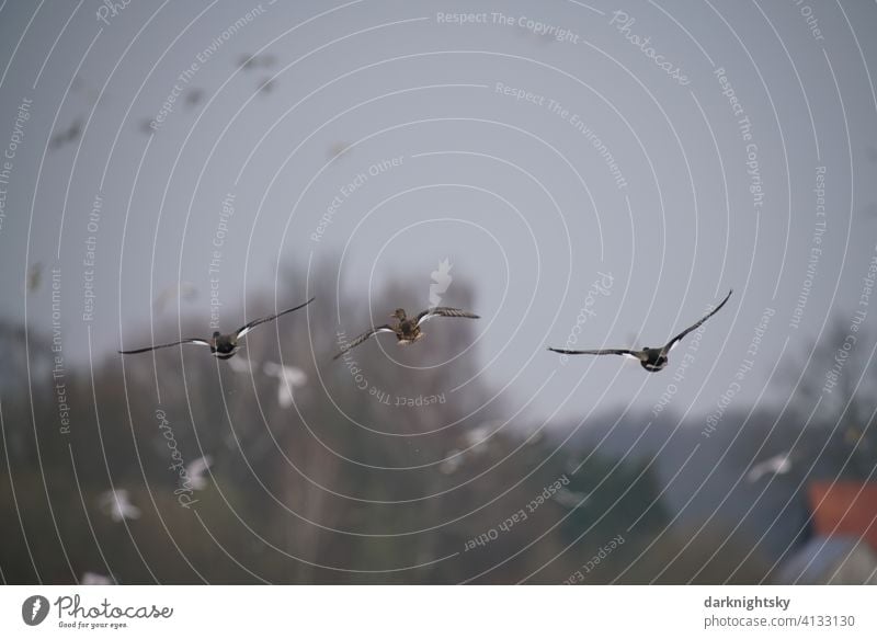 Gänse im Anflug auf eine Naturschutz Gebiet mit einem Schwarm aus Vögeln Anser Anser anser Graugänse Wildgans Vogelflug Außenaufnahme Tier Menschenleer Luft