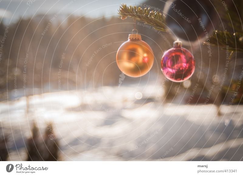 Was, jetzt schon? Winter Weihnachten & Advent Dekoration & Verzierung Kitsch Krimskrams Christbaumkugel Kugel hängen leuchten gold rot Farbfoto mehrfarbig
