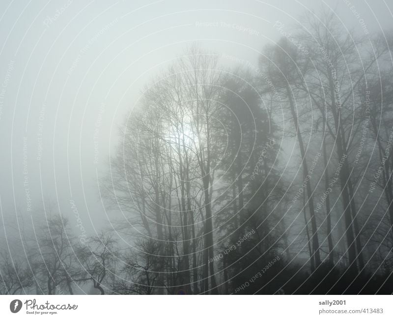 kalte Sonne... Natur Pflanze Wolken Sonnenlicht Winter Nebel Eis Frost Baum Park Wald bedrohlich dunkel Einsamkeit bizarr Endzeitstimmung Frieden stagnierend