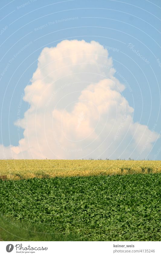 Unwetterwolke wächst zu einer Turmwolke wie ein Monstrum Wolke Gewitterwolke Wolkenturm Wetter Feld Agrar Acker blau gelb grün Quellwolke Vorsicht