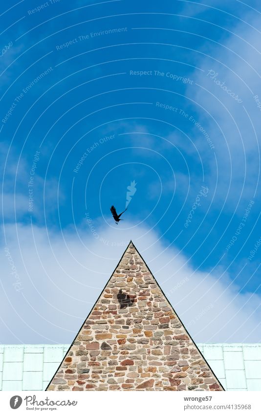 Grenzenlos | eine Krähe fliegt über den Dächern einer Kirche, ihr Schatten fällt auf das Mauerwerk derselben Kirchendach fliegen Flug Himmel Schönes Wetter