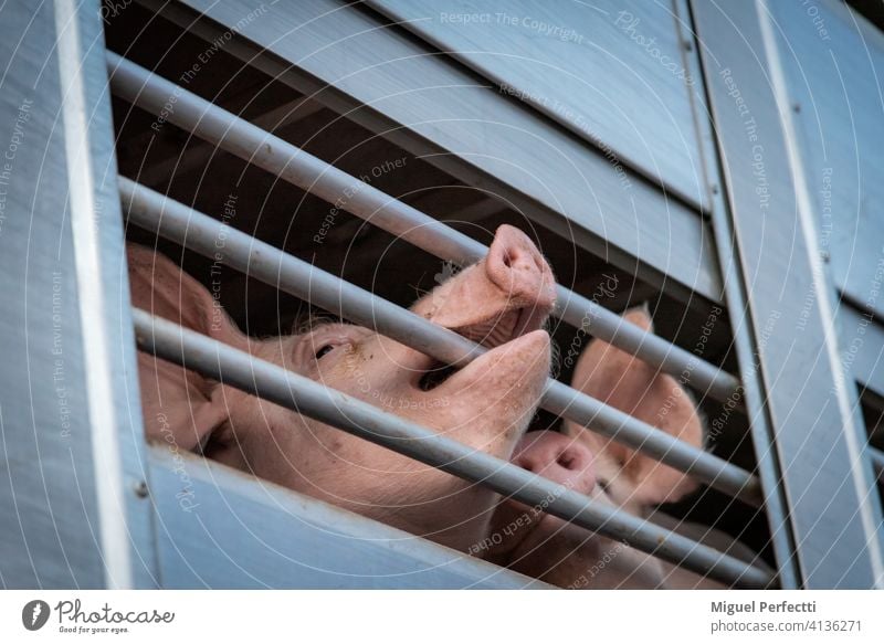 Schweine in einem Käfigwagen für den Transport zum Schlachthof. Viehbestand Schweinefleisch Lastwagen Bauernhof Tier Schnauze Ferkel Säugetier Hausschwein