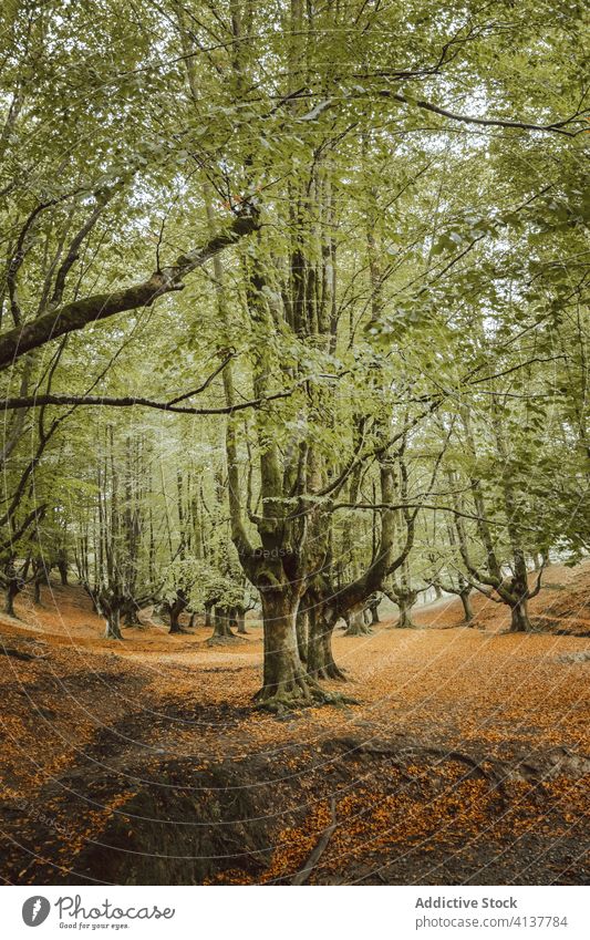 Großer Baum mit großen Ästen im Herbstpark Kofferraum Ast Laubwerk Waldgebiet Harmonie idyllisch Natur Landschaft unberührt malerisch Windstille stumm