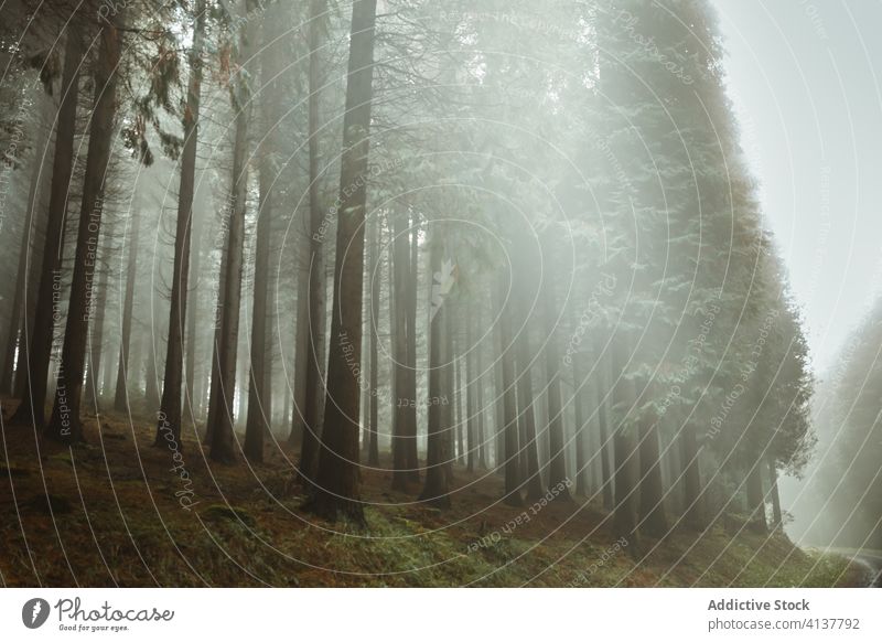 Nebliger Wald mit Bäumen und Pflanzen Nebel Baum Morgen Wälder Natur Landschaft ruhig Mysterium biscay Baskenland Spanien Wurmfarn Windstille Waldgebiet grün