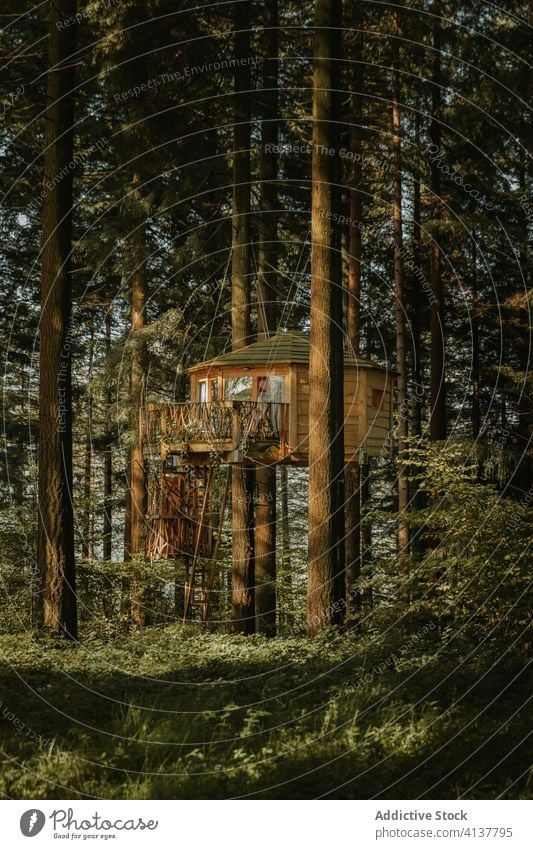 Großes Baumhaus im Wald hölzern Haus Landschaft Gebäude Harmonie natürlich spektakulär biscay Baskenland Spanien riesig Kiefer Umwelt malerisch verweilen