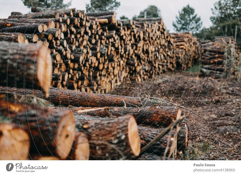 Stapel von Kiefernholz Haufen Holz Industrie Nutzholz Baum Wald Kofferraum Totholz Natur natürlich Holzstapel geschnitten Material Forstwirtschaft gestapelt