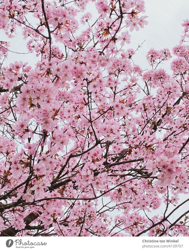*600* Blick nach oben in eine üppig blühende Japanische Zierkirsche Kirschblüten japanische Kirsche Prunus serrulata Blüten Baum Blütenfülle Frühling rosa