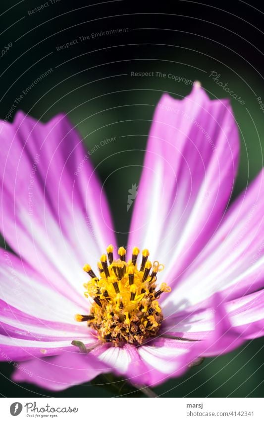 Cosmos bipinnatus heißt sie, diese schöne Blume und wird in Gartenfreundekreisen Cosmea genannt. Cosmeablüte Schmuckkörbchen Blüte Korbblütengewächs Pflanze
