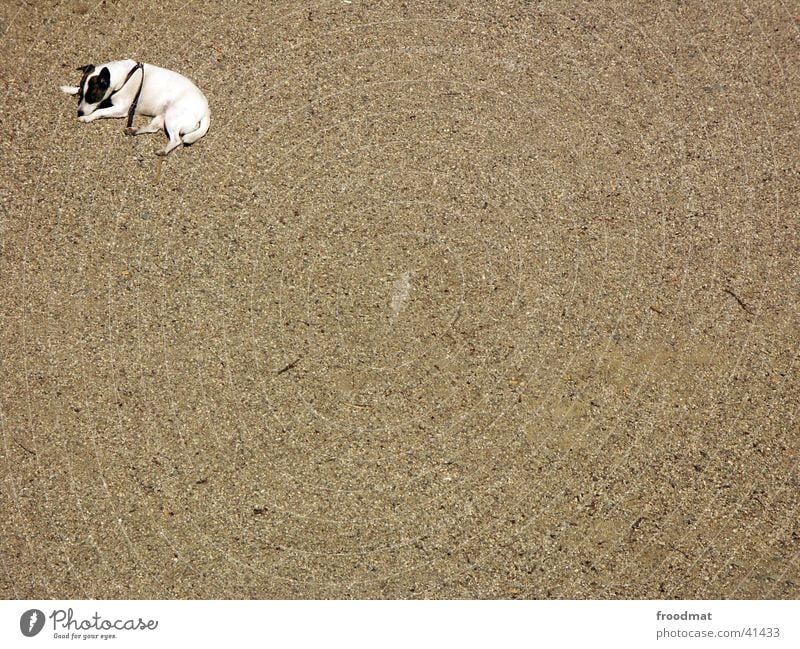 Eckenhund Hund Kieselsteine Einsamkeit Müdigkeit Vogelperspektive Sand leer liegen Straßenhund