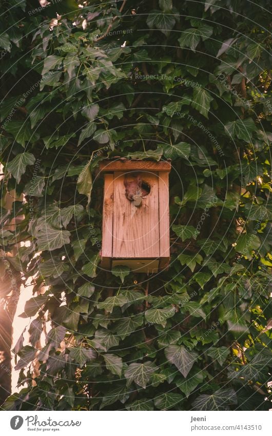 Da hat sich doch glatt das Eichhörnchen den Nistkasten zu seinem neuen Zuhause umgebaut und genießt entspannt den Ausblick aus dem Einflugloch Haus Wohnungsnot