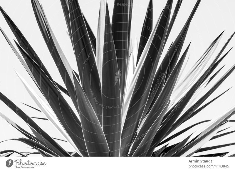 Nahaufnahme einer Agave, schwarz-weiße Version Aloe Hintergrund Barcelona schwarz auf weiß Botanik Kaktus schließen Kontrast wüst trocknen Laubwerk Garten grün