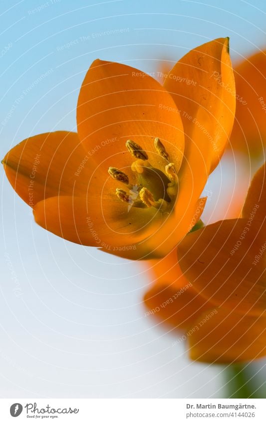 Ornithogalum dubium, orangefarbener Milchstern aus Südafrika aus der Kapprovinz Zwiebelblume Staude Geophyt Pflanze Blume Blüte blühend Endemit endemisch