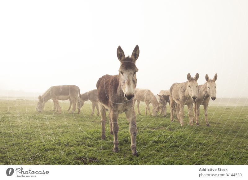 Eselherde auf der Weide Herde weiden Feld Wiese heimisch Landschaft Natur Nebel Morgen Tier ländlich Umwelt Bauernhof idyllisch ruhig Saison friedlich