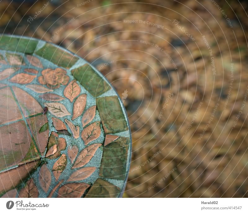 Herbst - Detail Garten Stimmung Blatt Laub grün braun Detailaufnahme Tisch Farbfoto Gedeckte Farben Außenaufnahme Schwache Tiefenschärfe Vogelperspektive