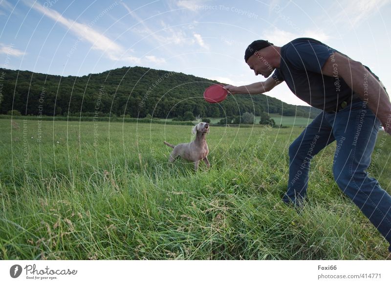 eingespieltes Team Fitness Sport-Training Jagd Frisbee maskulin Freundschaft Körper 1 Mensch Landschaft Himmel Wolken Sommer Gras Wiese Tier Haustier Hund