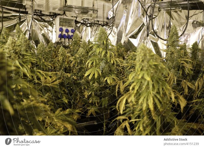 Gewächshaus mit wachsenden Unkrautpflanzen Marihuana Pflanze Wissenschaft Medizin Cannabis Schonung Pharma alternativ ungesetzlich legalisieren Dope forschen