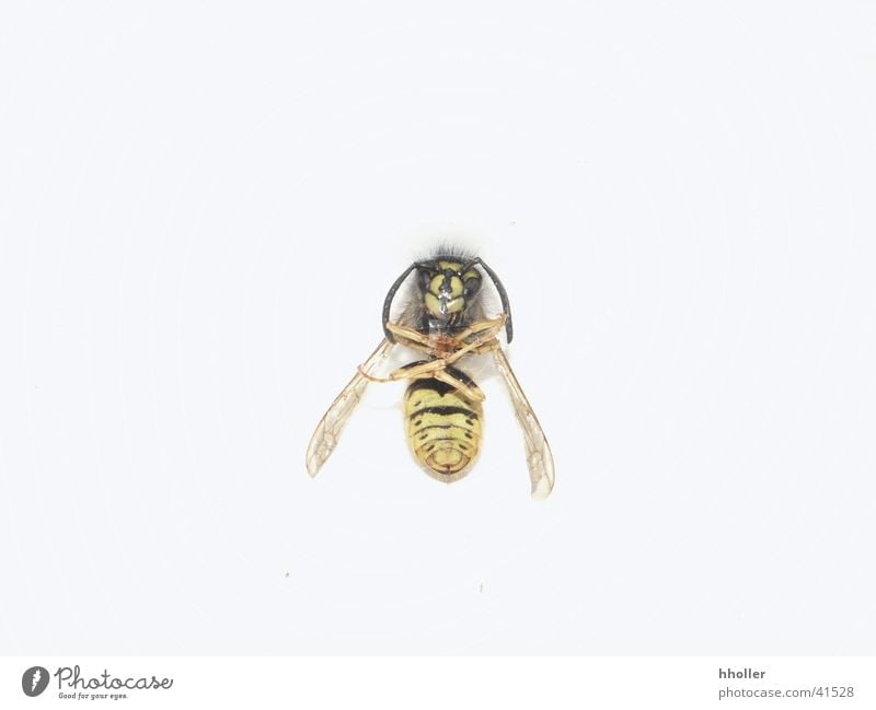 Tote Wespe Wespen Insekt Fluginsekt Verkehr Makroaufnahme Tod