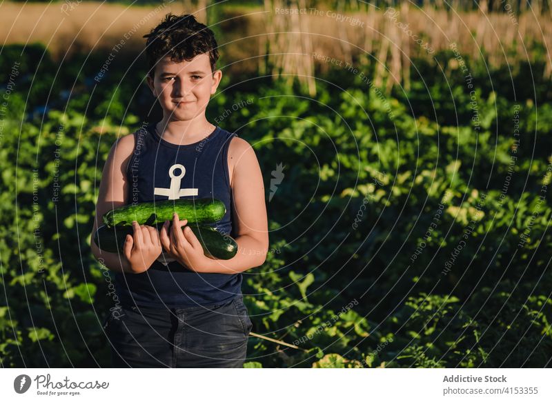 Glücklicher Junge mit Zucchini-Ernte im Feld stehend Kind reif Garten pflücken grün Gemüse frisch stolz organisch Ackerbau Bauernhof natürlich kultivieren