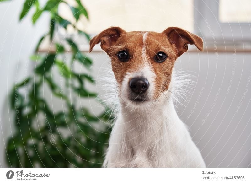 Hundeporträt zu Hause. Jack Russell Terrier schaut in die Kamera Haustier allein Tier jack russell niedlich schön heimwärts Pflanze traurig Besitzer Porträt