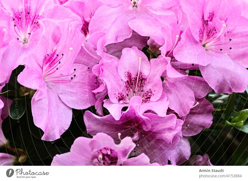 Nahaufnahme von einigen rosa Lilien Hintergrund schön Schönheit Blüte Blumenstrauß hell Calla Feier dekorativ dynamisch geblümt frisch Garten Blatt Lily Liebe