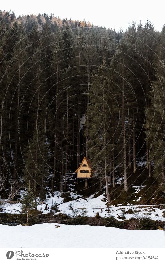 Kleines Haus im Nadelwald im Winter Wald Bruchbude einsam nadelhaltig Immergrün Berghang Schnee Wälder Deutschland Österreich hoch Natur Baum kalt Wetter