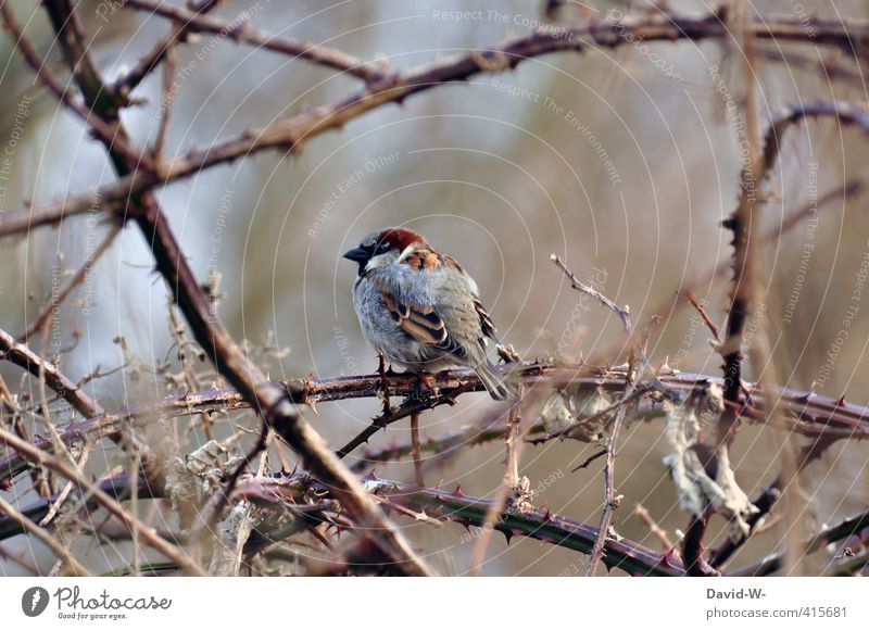 Vogel in Dornen Spatz schützend Winter Dornenbusch