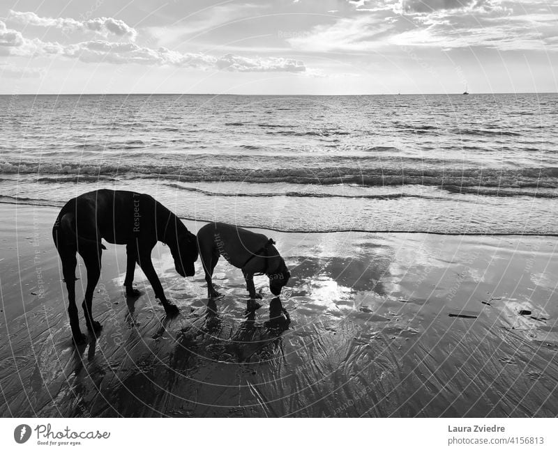 Hunde am Strand genießen den Spaziergang Hunderasse Hund züchten Familienhund Tier Hundeauslauf Deutsche Dogge Tierporträt Schniefen schnüffelnd Hundeschnüffeln