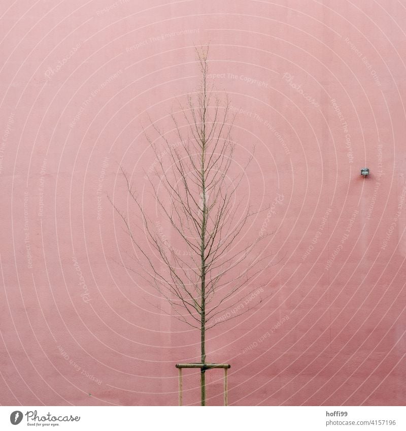 ein kahler junger Baum mit zaghaften Knospen vor einer rosa Wand mit Scheinwerfer - urbaner Frühling kahler Baum kahle Bäume minimalistisch junger baum