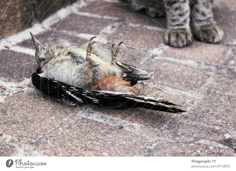 Esswahn | keine Chance Jagd Tier Haustier Wildtier Totes Tier Katze Vogel Flügel Fell Krallen Pfote 2 Fressen liegen sitzen bedrohlich kalt listig Wachsamkeit