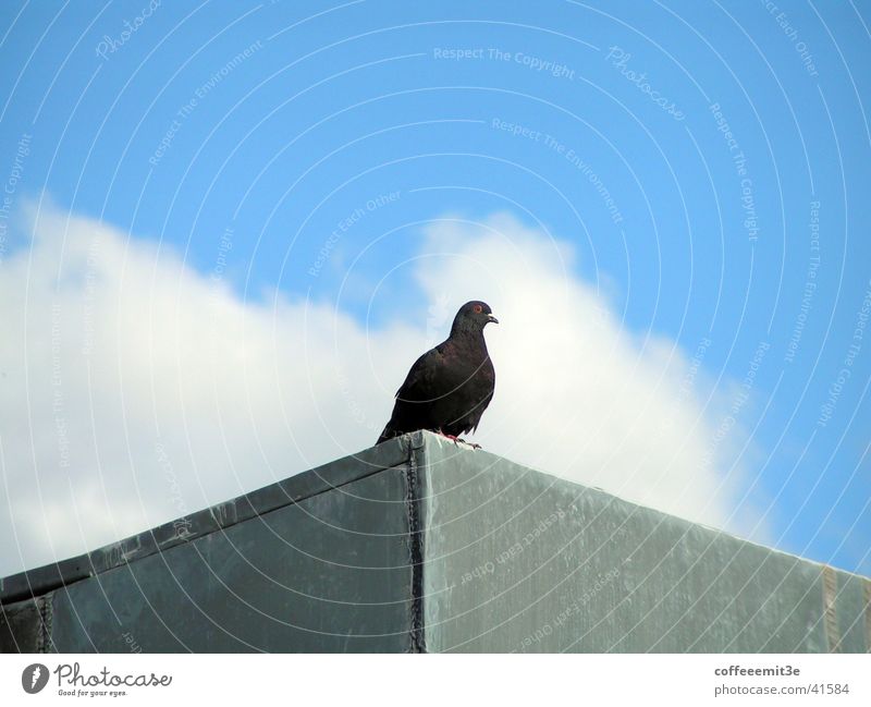 Carlson auf dem Dach Taube Vogel Wolken Haus Tier schwarz weiß grau Vogelperspektive Himmel blau Macht
