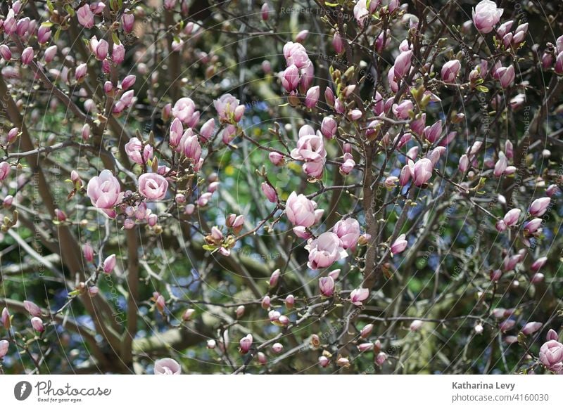 Magnolie Magnolienblüte Magnolienbaum rosa Frühling Garten Schönes Wetter Baum Blühend Magnoliengewächse Menschenleer Außenaufnahme Farbfoto Blüte Duft Umwelt