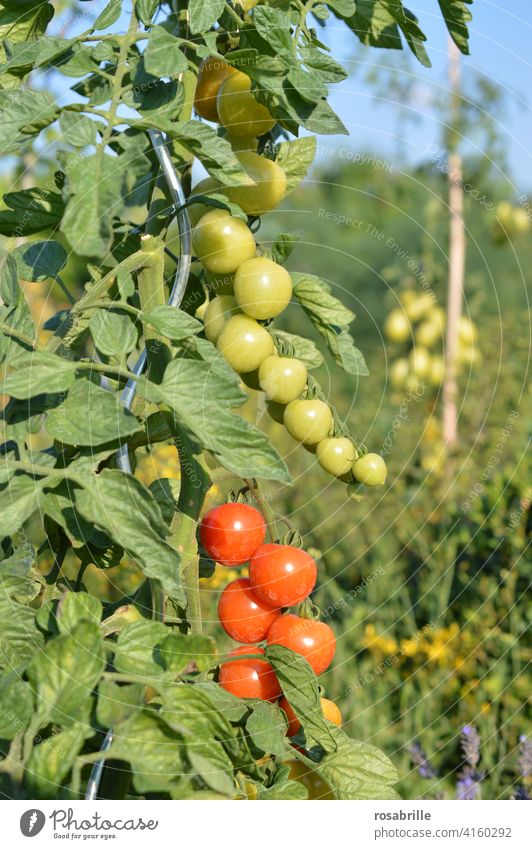 grün, gelb, rot | Tomaten in unterschiedlichem Reifegrad Tomatenpflanze reif unreif reifen Pflanze wachsen Garten Gartenarbeit gärtnern Gemüse Gemüseanbau